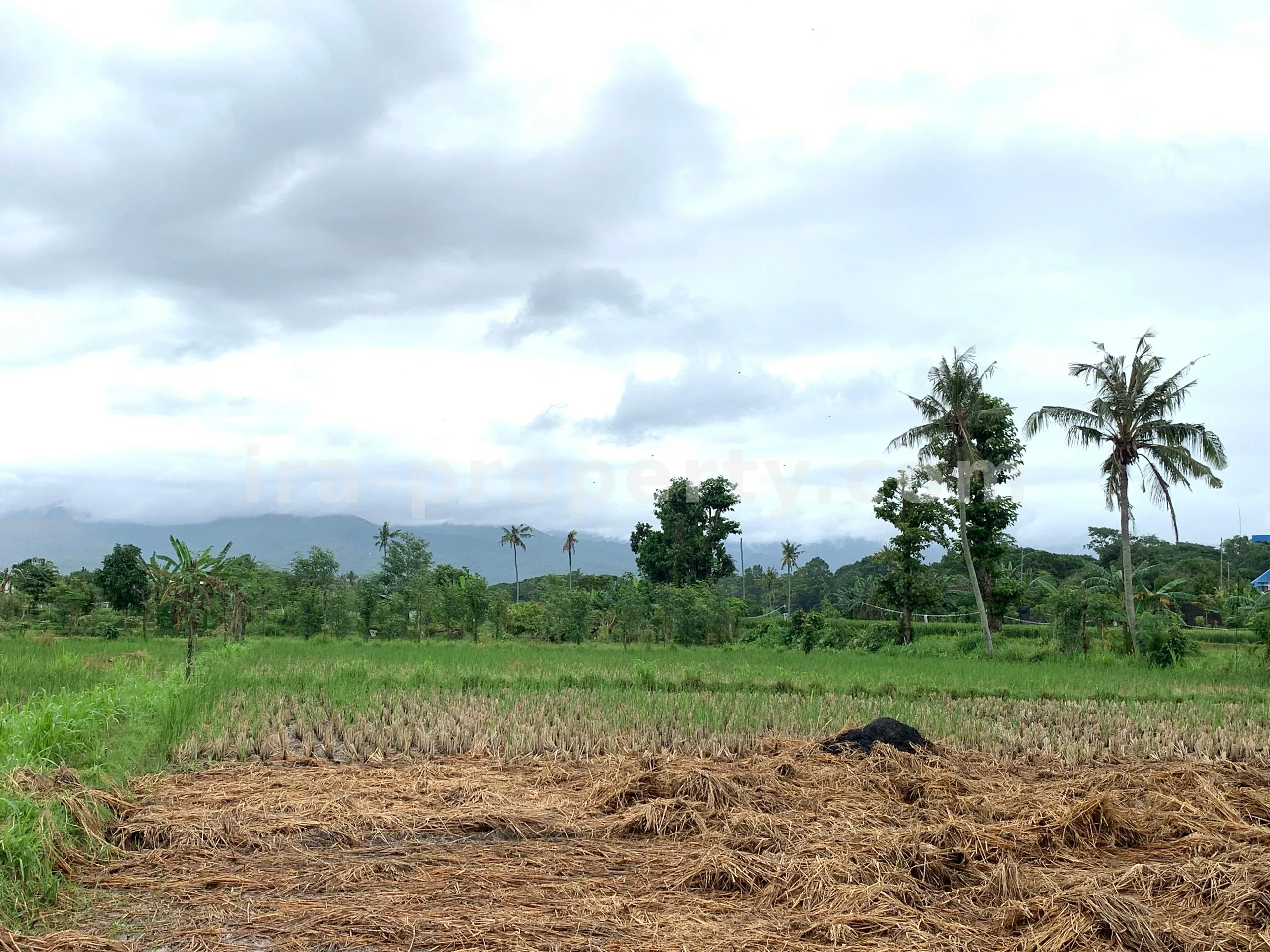 Land for Sale in Udayana, Mataram City