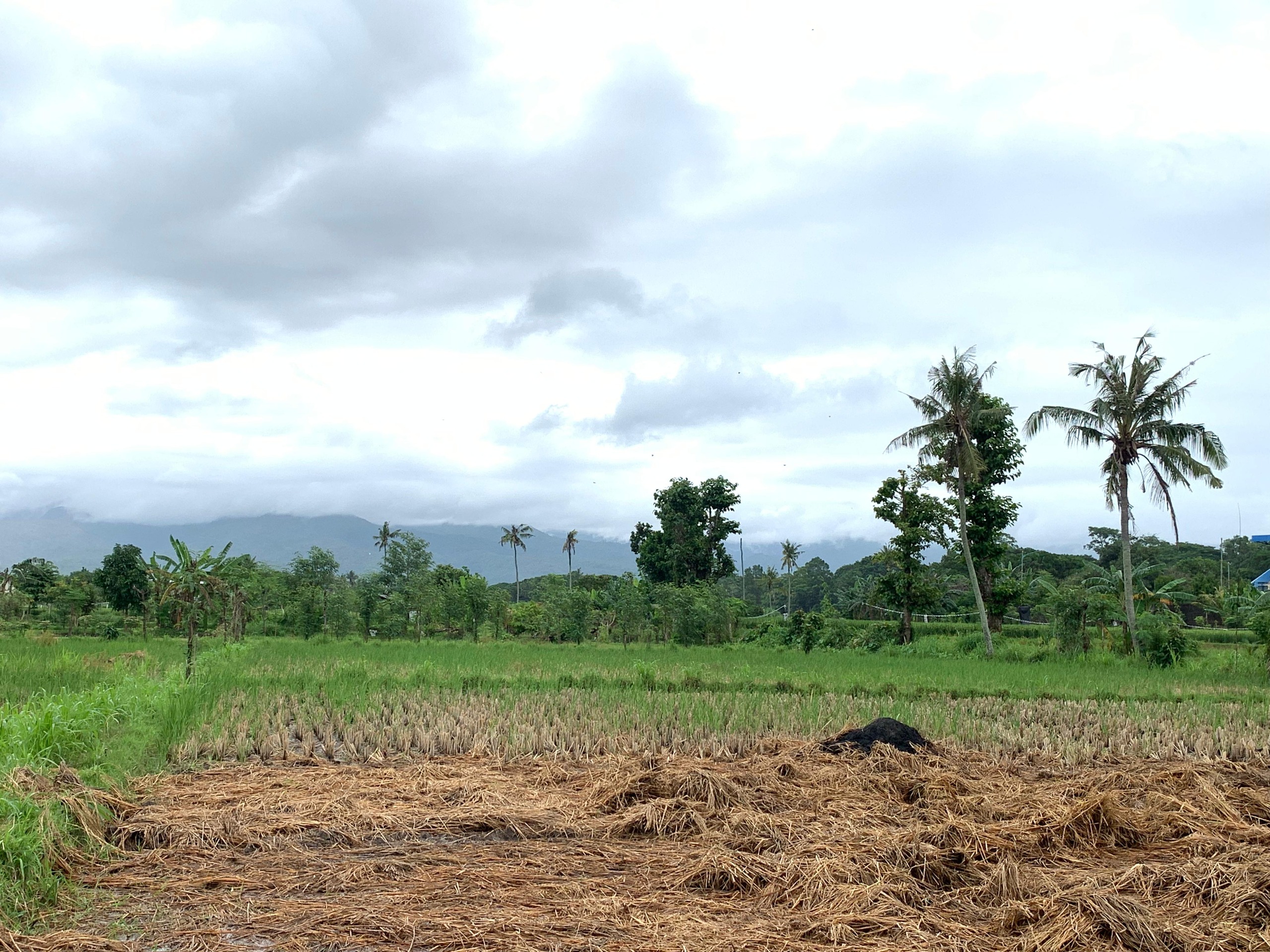 Land for Sale in Udayana, Mataram City