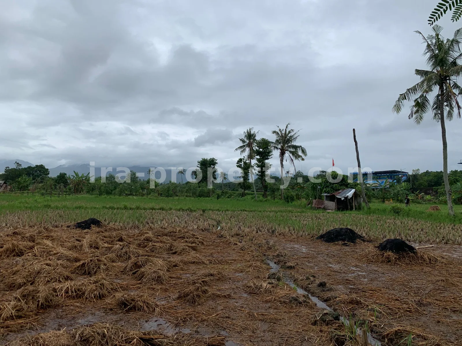 Land for Sale in Udayana, Mataram City