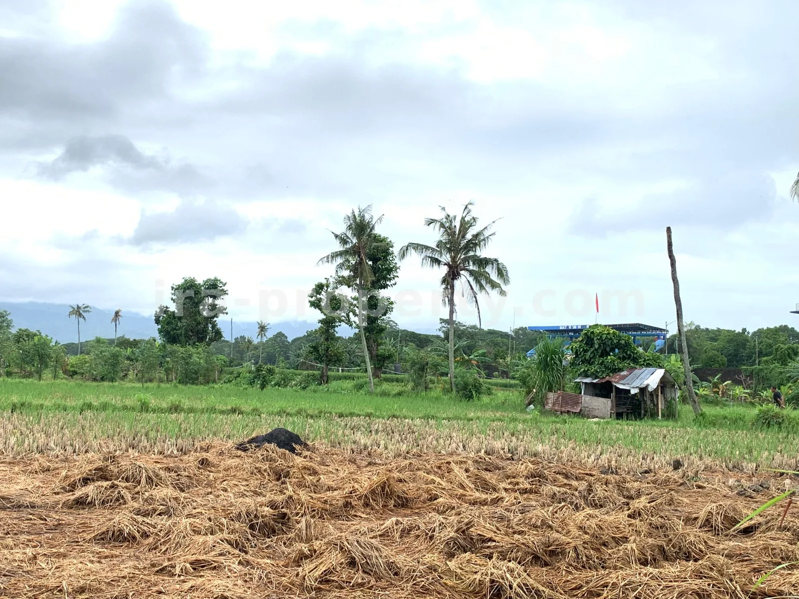 Land for Sale in Udayana, Mataram City