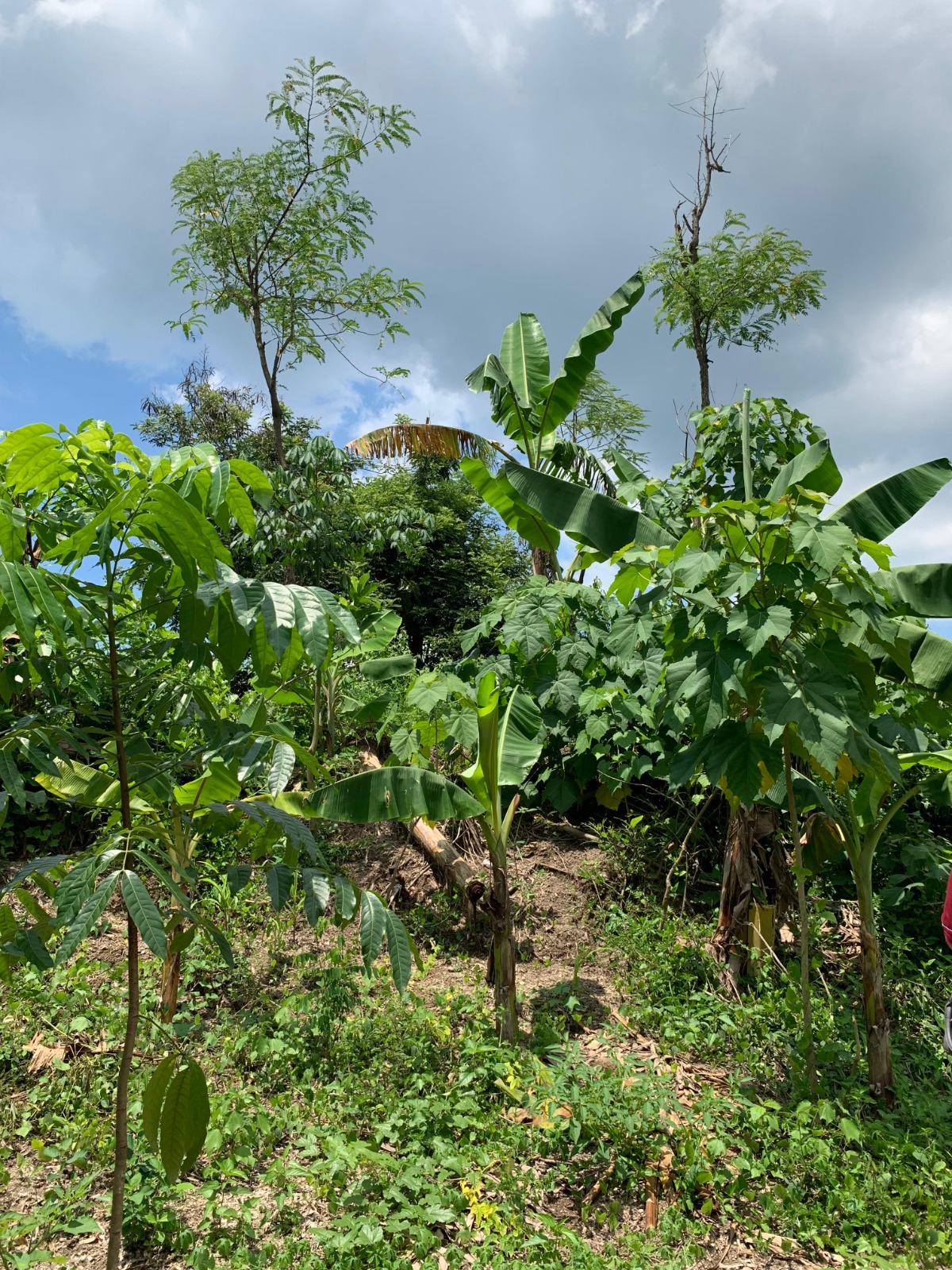 Land for Sale in Labulia, Near the Lombok Airport Bypass, Central Lombok