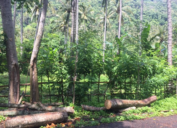 Land for Sale in Kerandangan near Senggigi, West Lombok