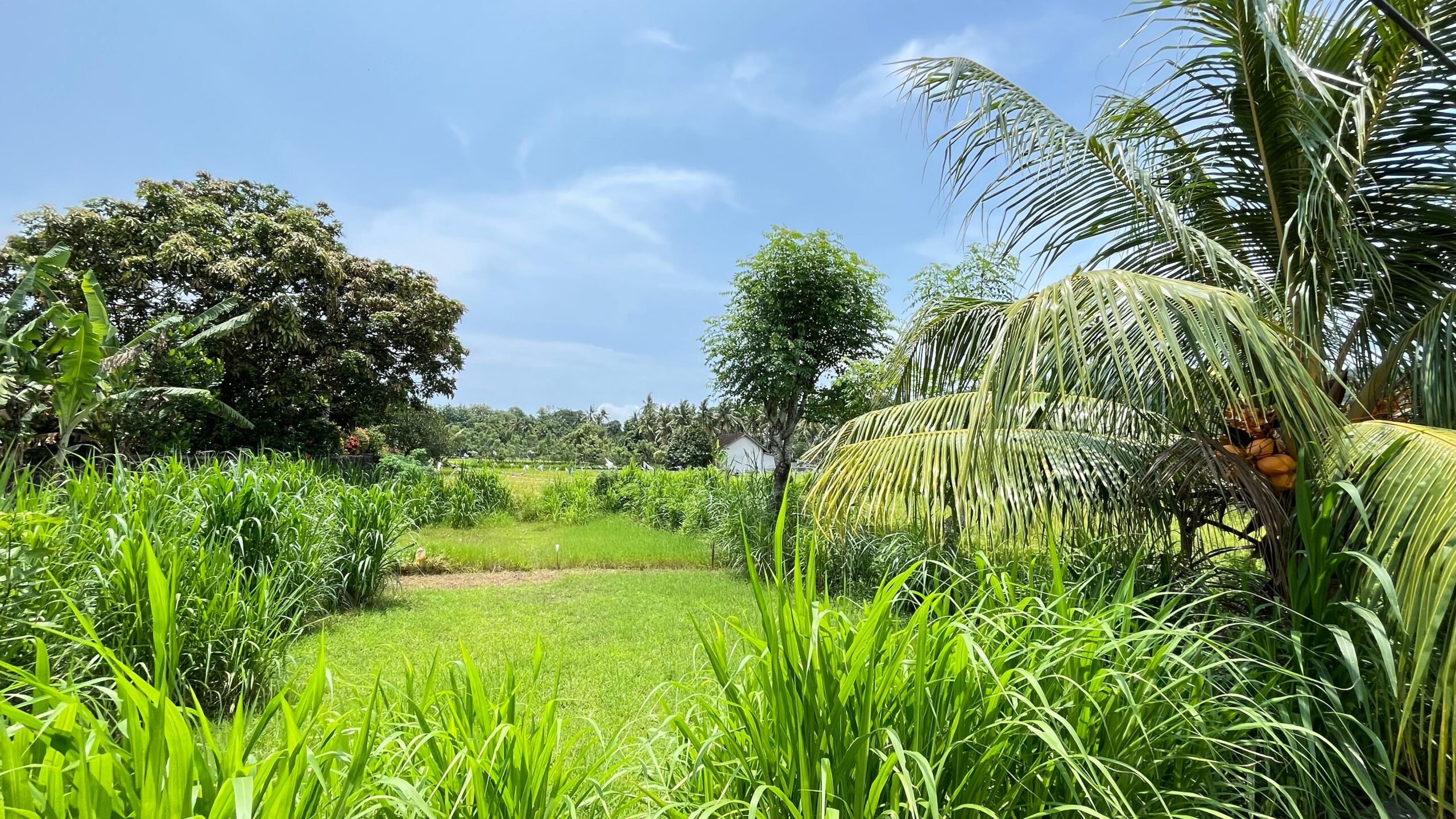 Land for Sale in Bale Solah, Sandik, West Lombok