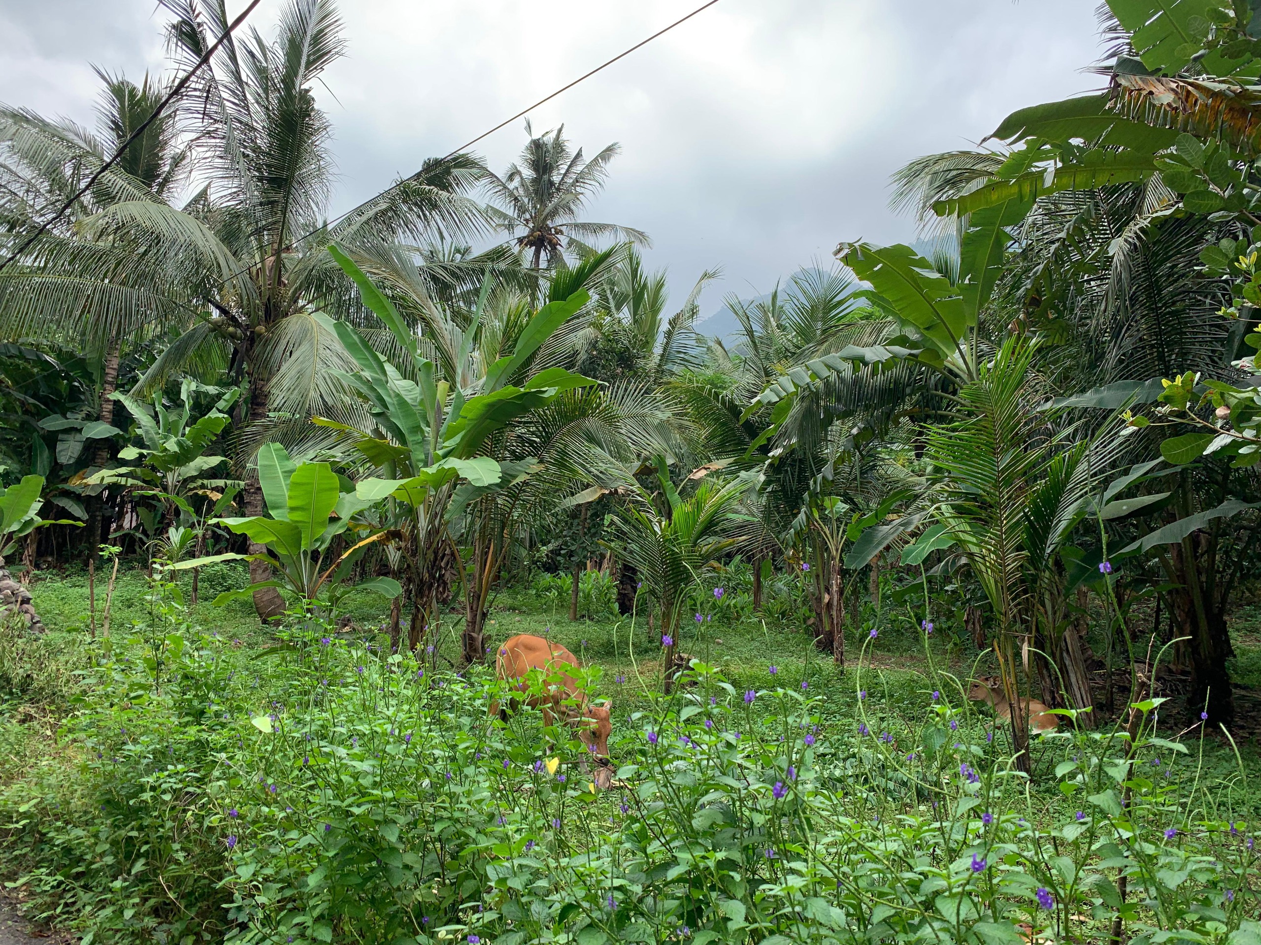 Land for Sale in Malimbu near Senggigi, West Lombok