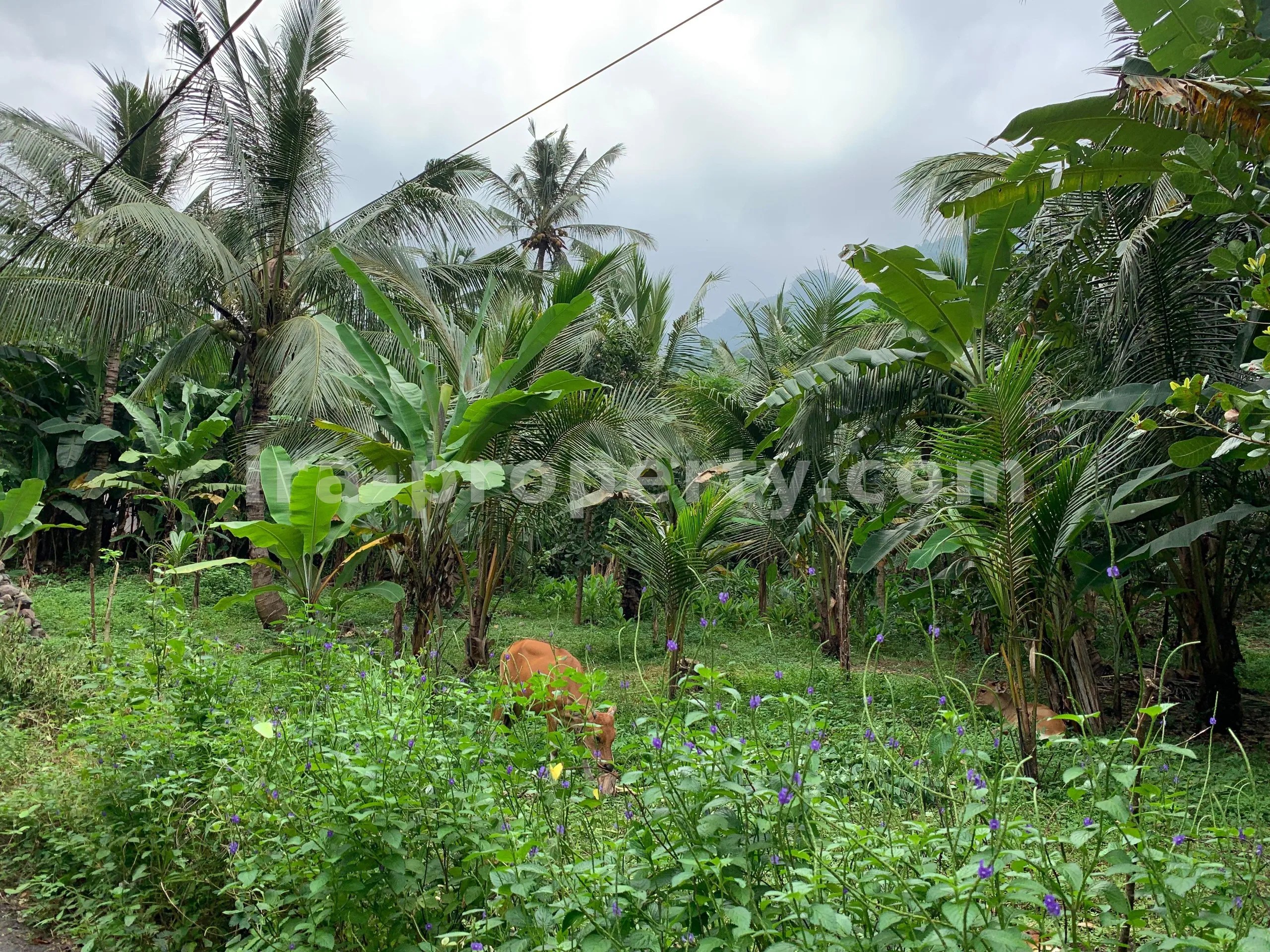 Land for Sale in Malimbu near Senggigi, West Lombok