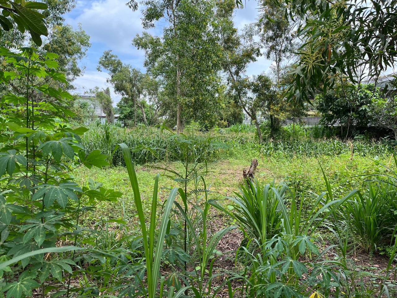 Land Plot for Sale in Central Kuta Mandalika