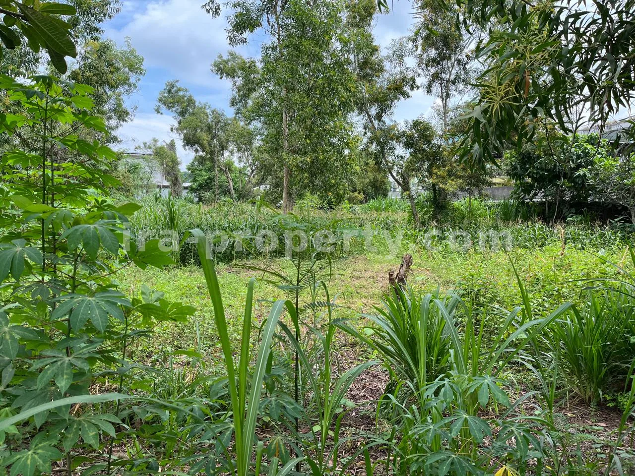 Land Plot for Sale in Central Kuta Mandalika