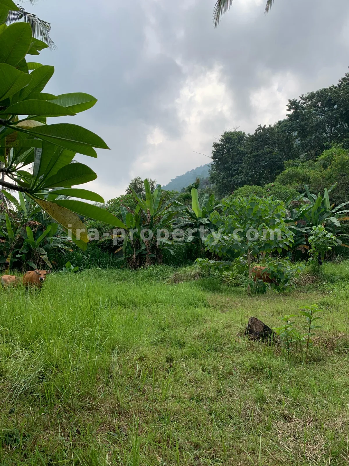 Beach View Land for Sale in Kerandangan, West Lombok