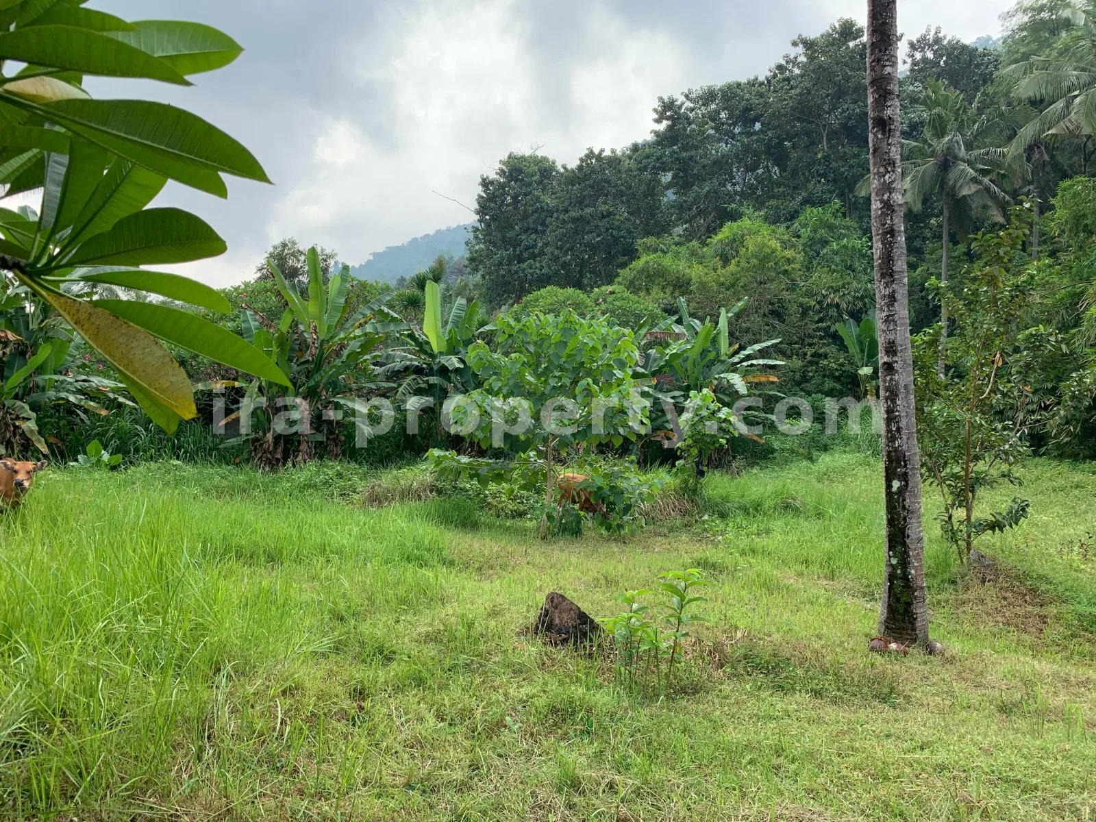 Beach View Land for Sale in Kerandangan, West Lombok