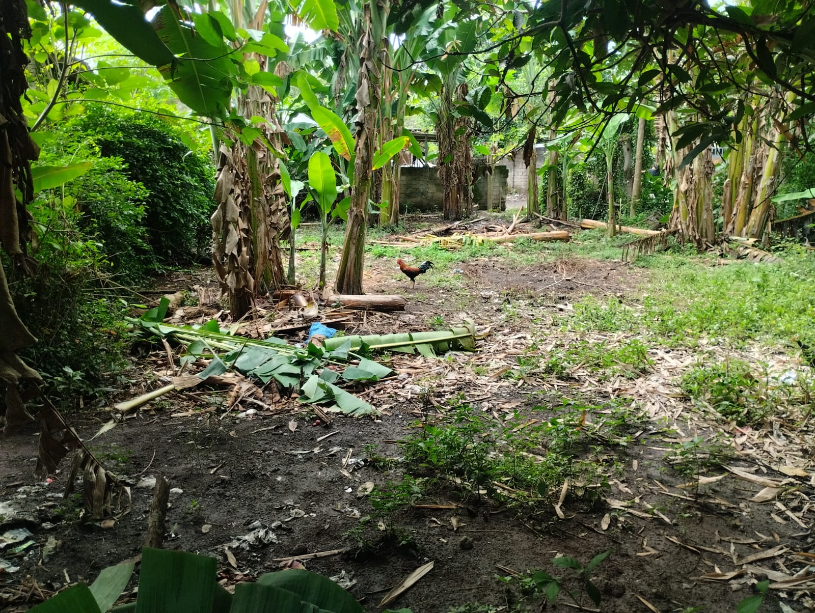 Land for Sale in West Lombok