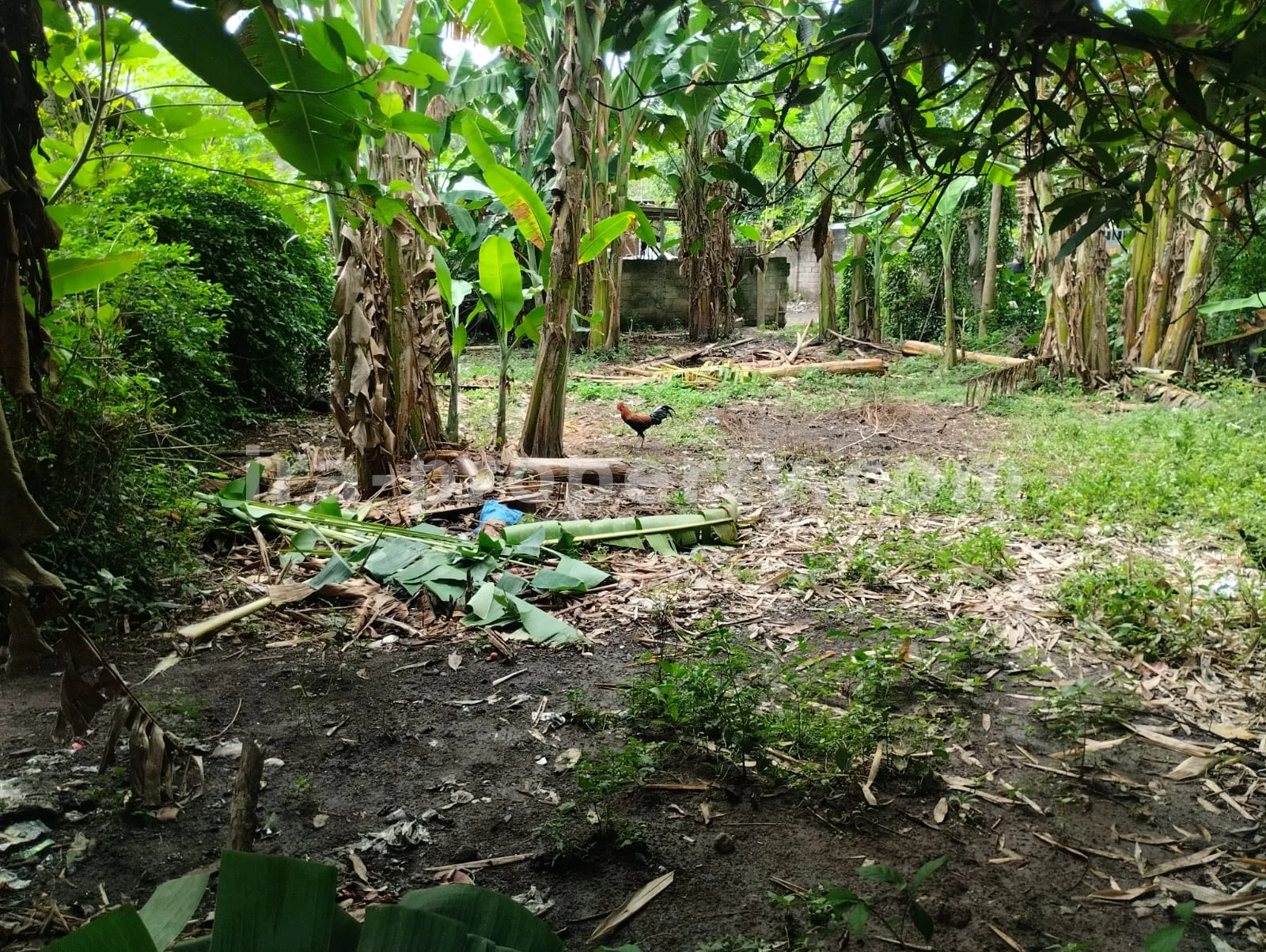 Land for Sale in West Lombok