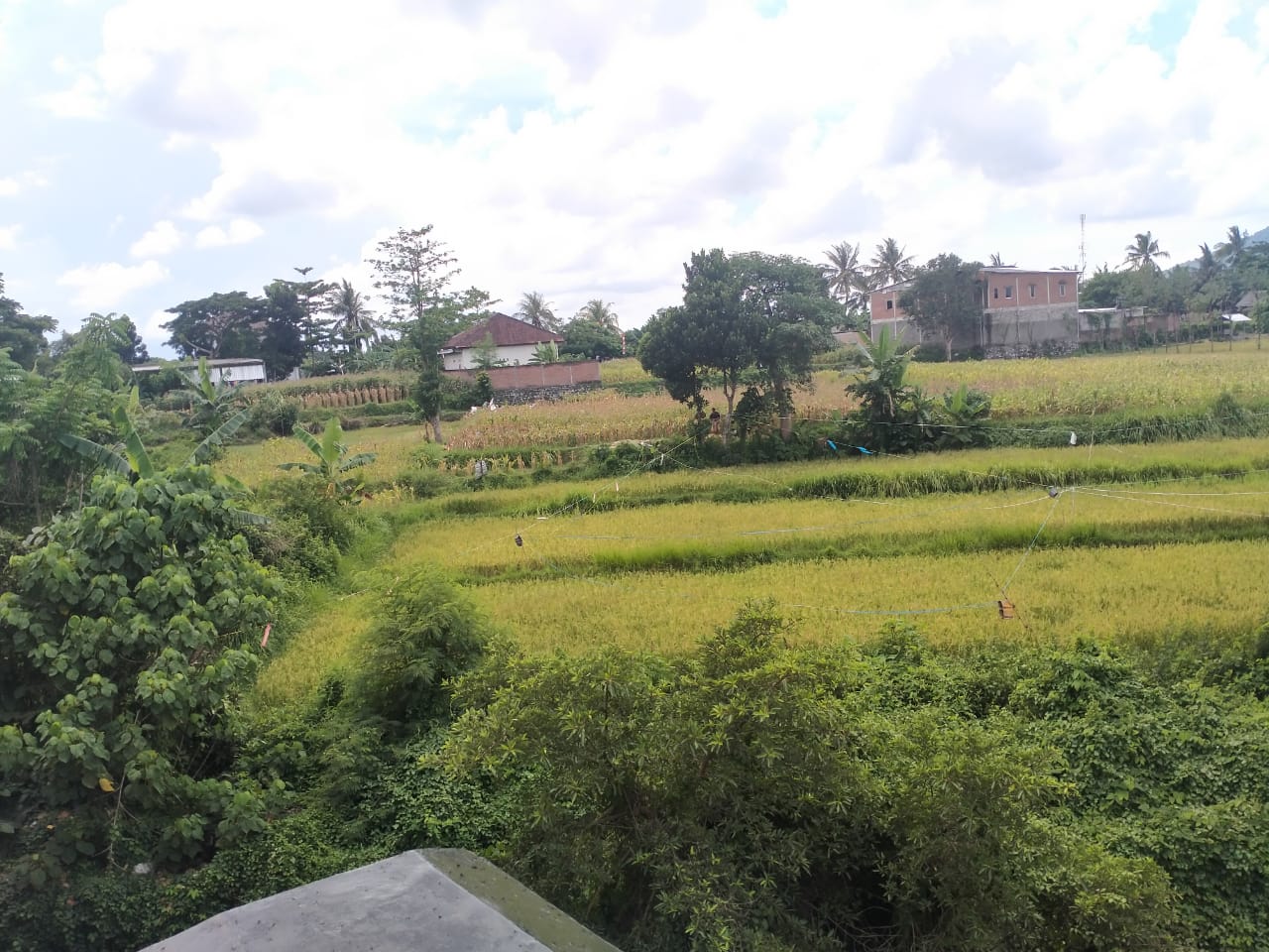 Roadside Land for Sale on Jalan Raya Kuripan, West Lombok