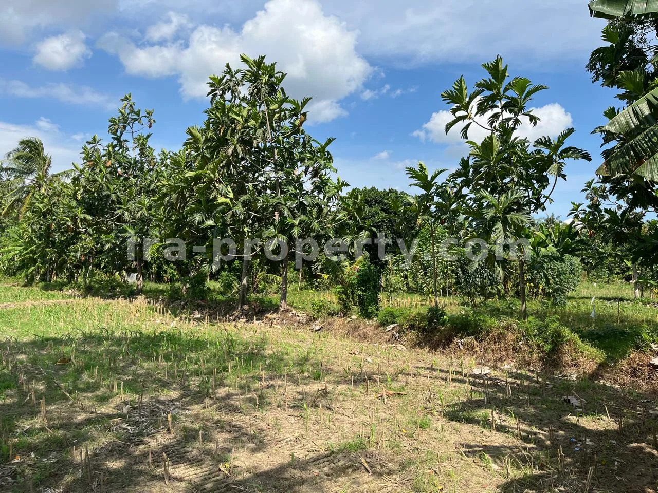 Affordable Beachfront Land for Sale in Kuranji, West Lombok