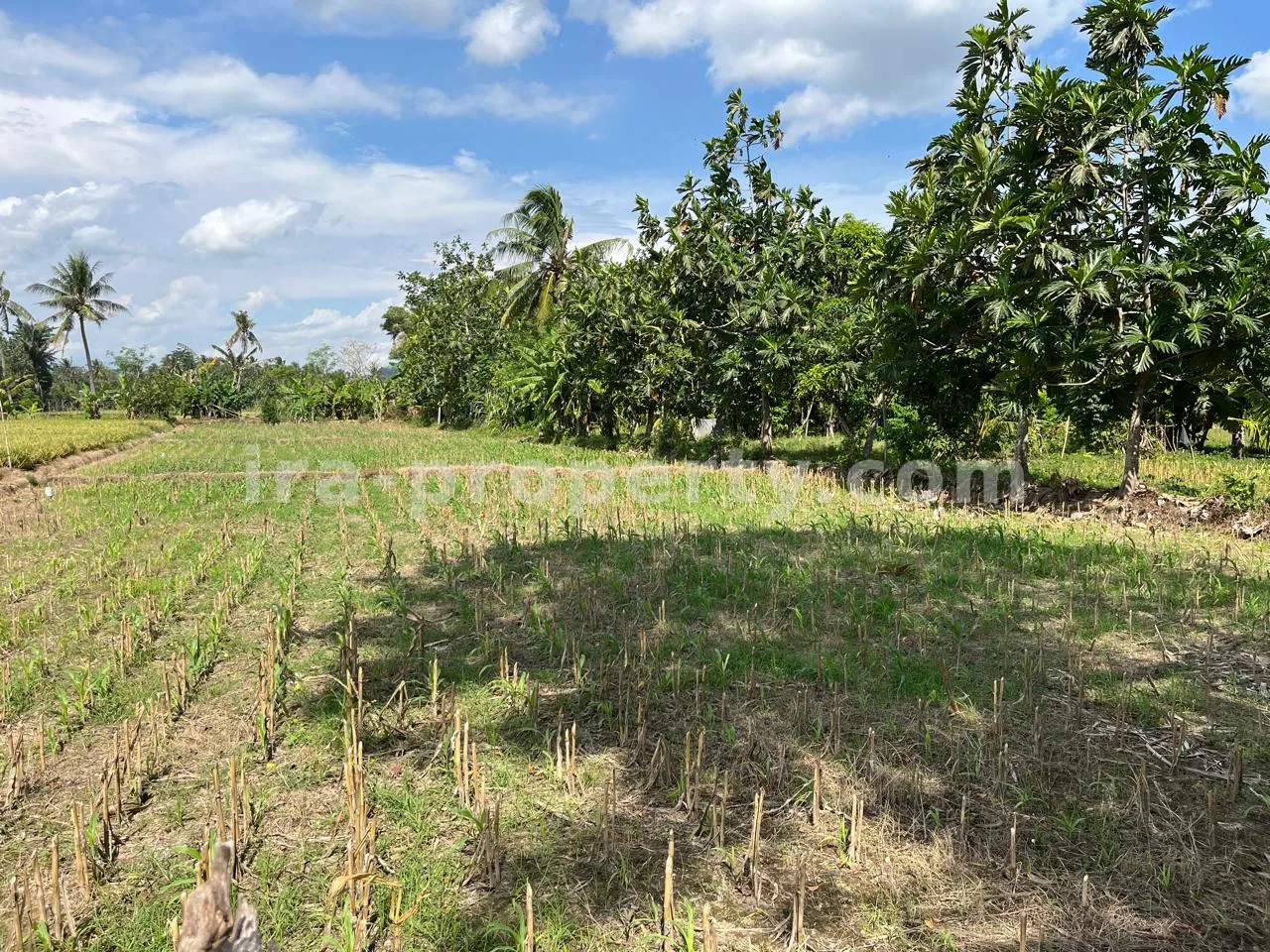 Affordable Beachfront Land for Sale in Kuranji, West Lombok