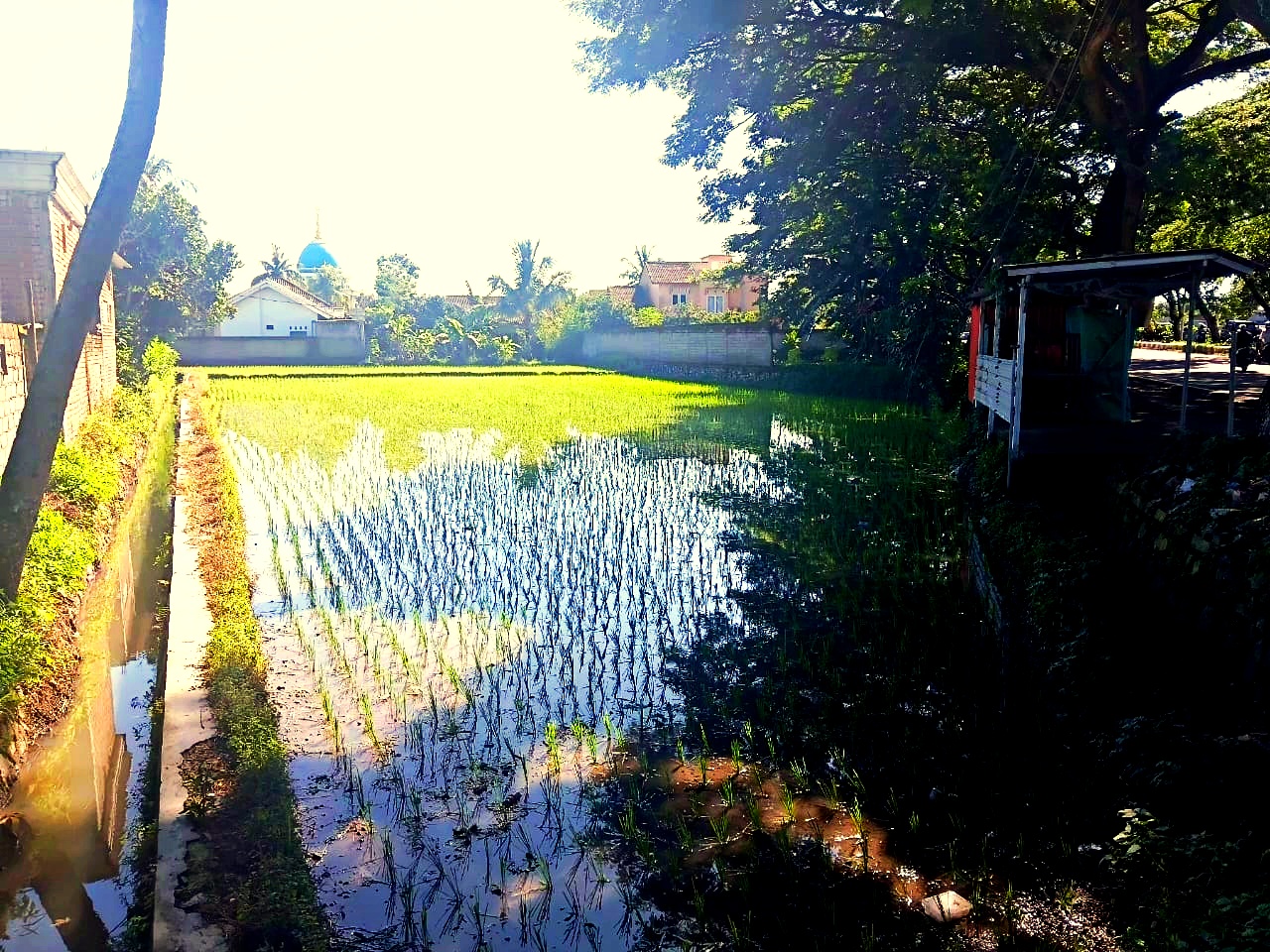 Prime Roadside Land on Kuripan Bypass – Direct Access to Lombok International Airport