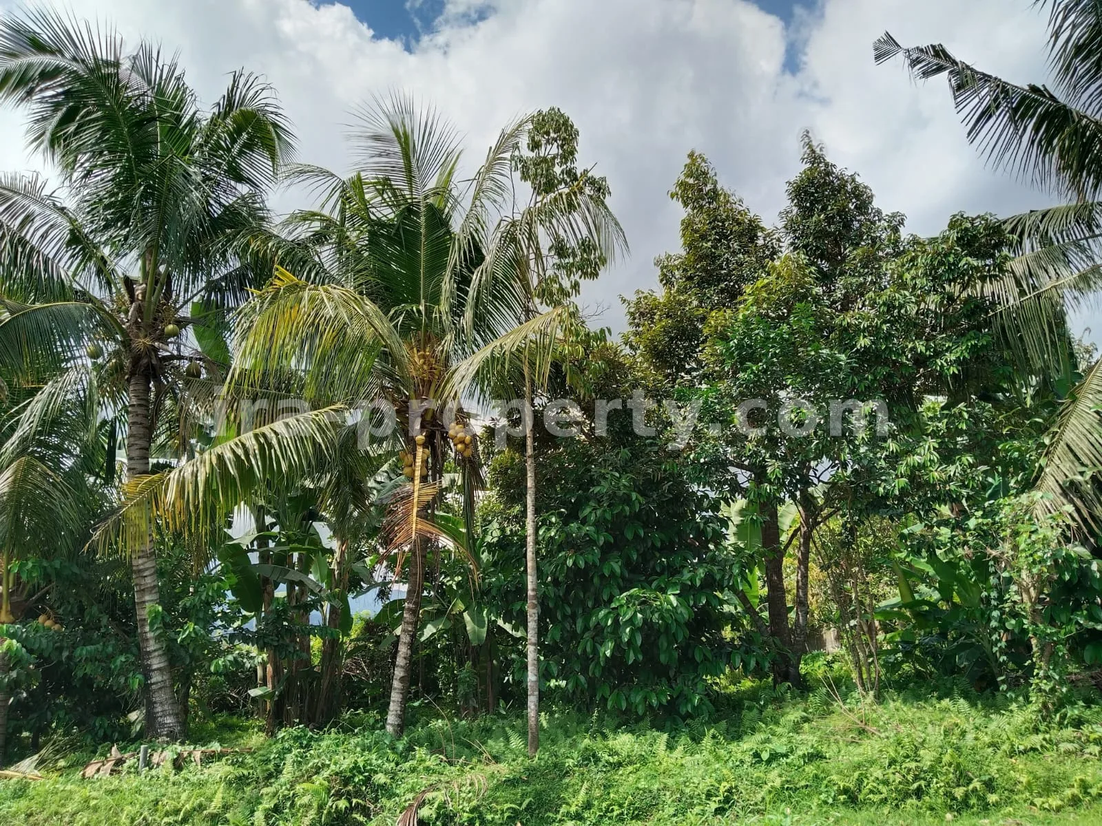 Garden Land for Sale with Fruit Trees in Lingsar, West Lombok