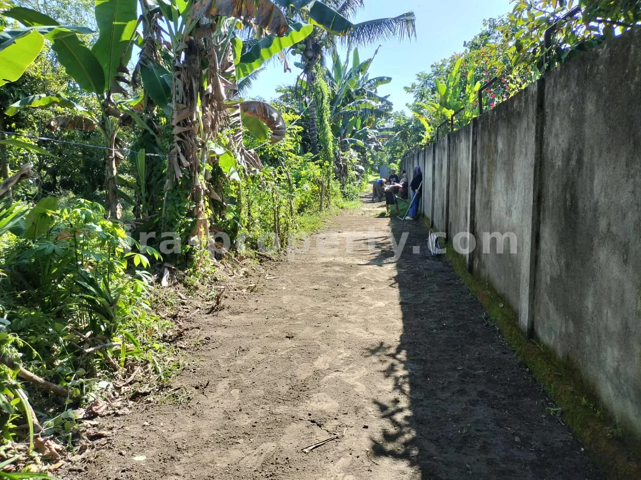 Garden Land for Sale with Fruit Trees in Lingsar, West Lombok