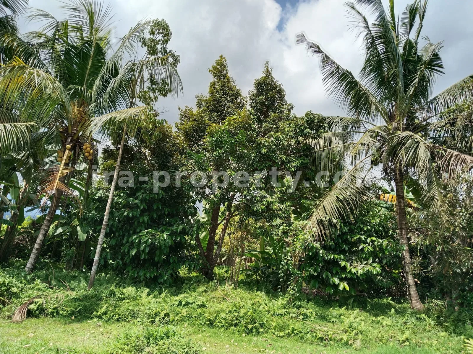 Garden Land for Sale with Fruit Trees in Lingsar, West Lombok