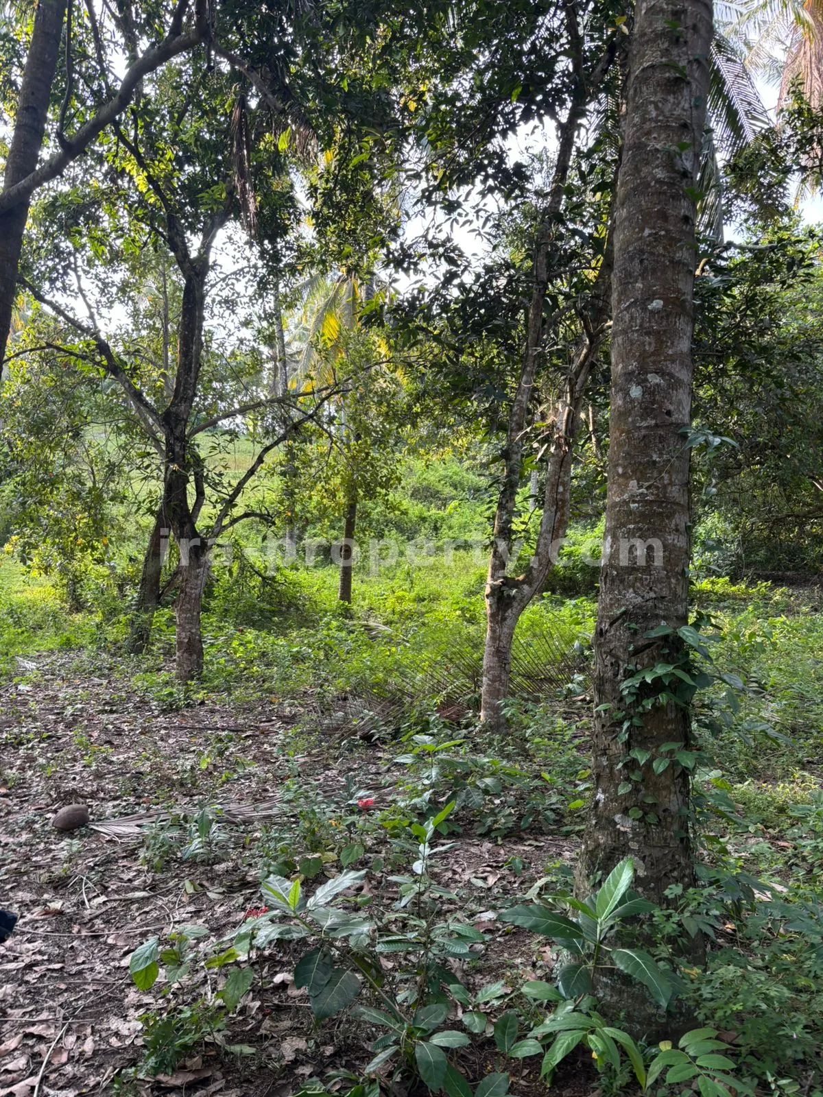 Expansive 1.2-Hectare Plantation Land in Sokong, North Lombok – Prime Agricultural Investment