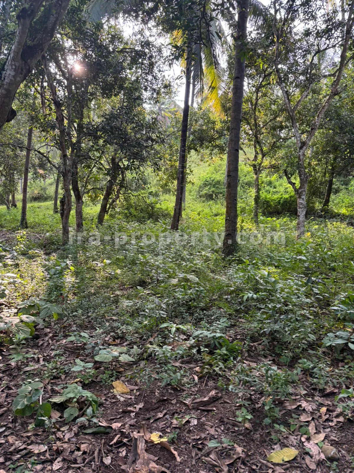 Expansive 1.2-Hectare Plantation Land in Sokong, North Lombok – Prime Agricultural Investment