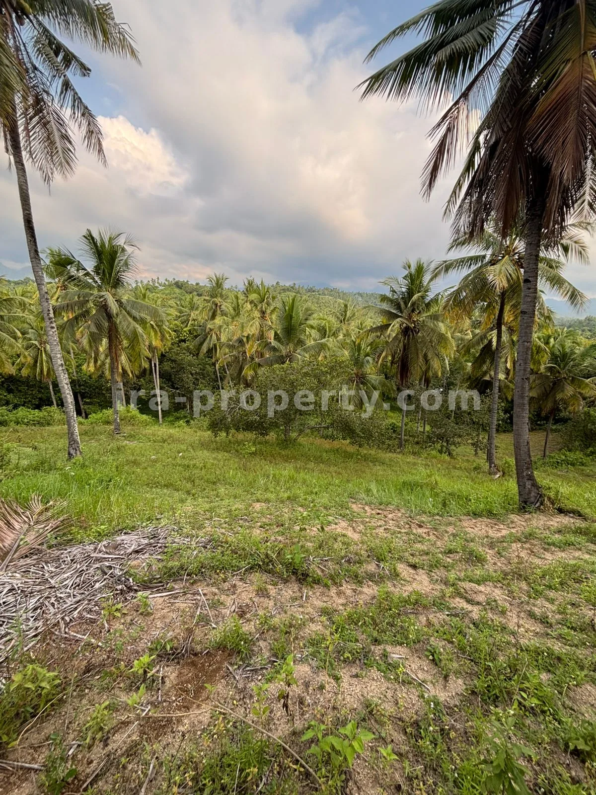 Expansive 1.2-Hectare Plantation Land in Sokong, North Lombok – Prime Agricultural Investment