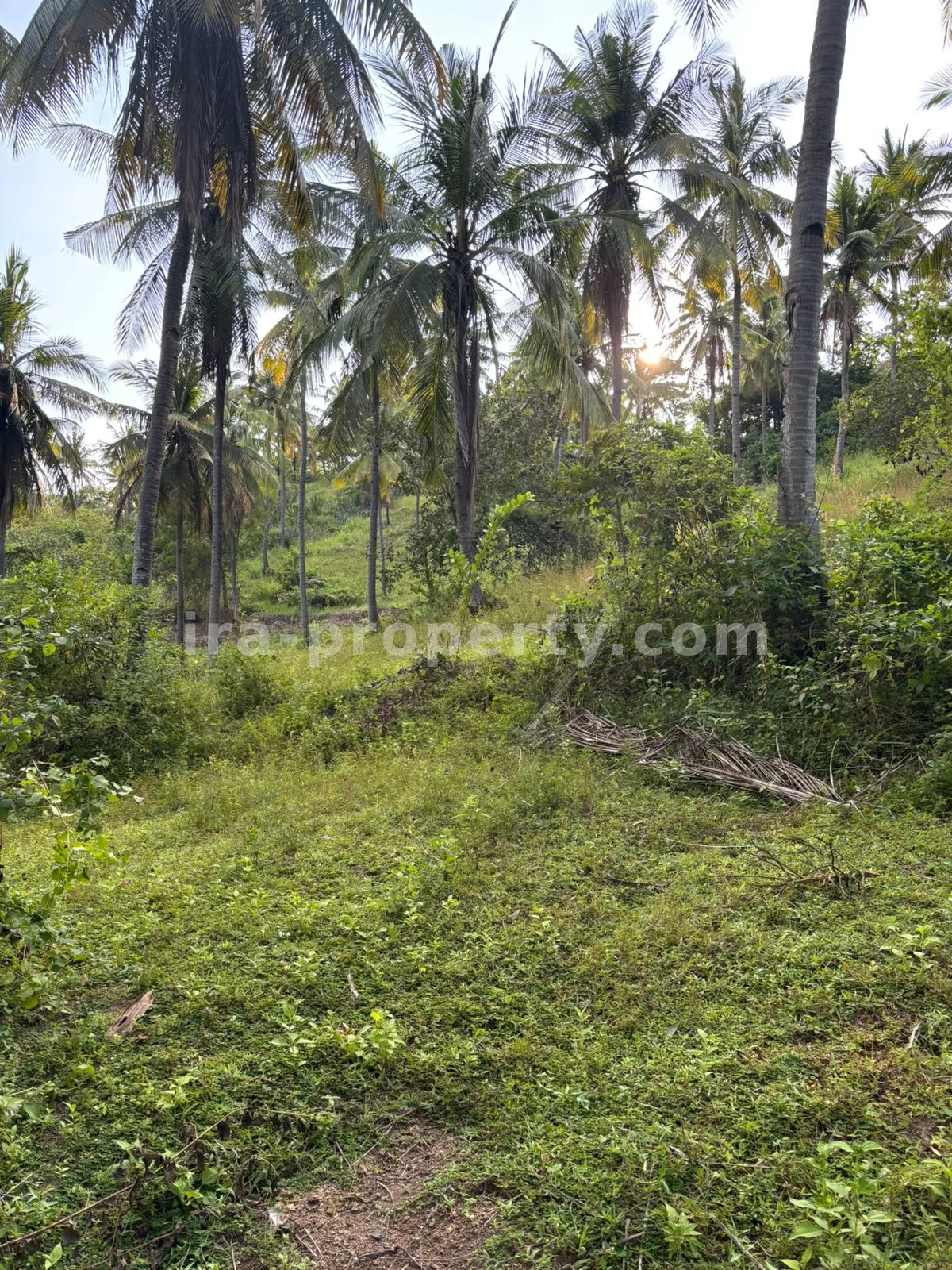 Expansive 1.2-Hectare Plantation Land in Sokong, North Lombok – Prime Agricultural Investment