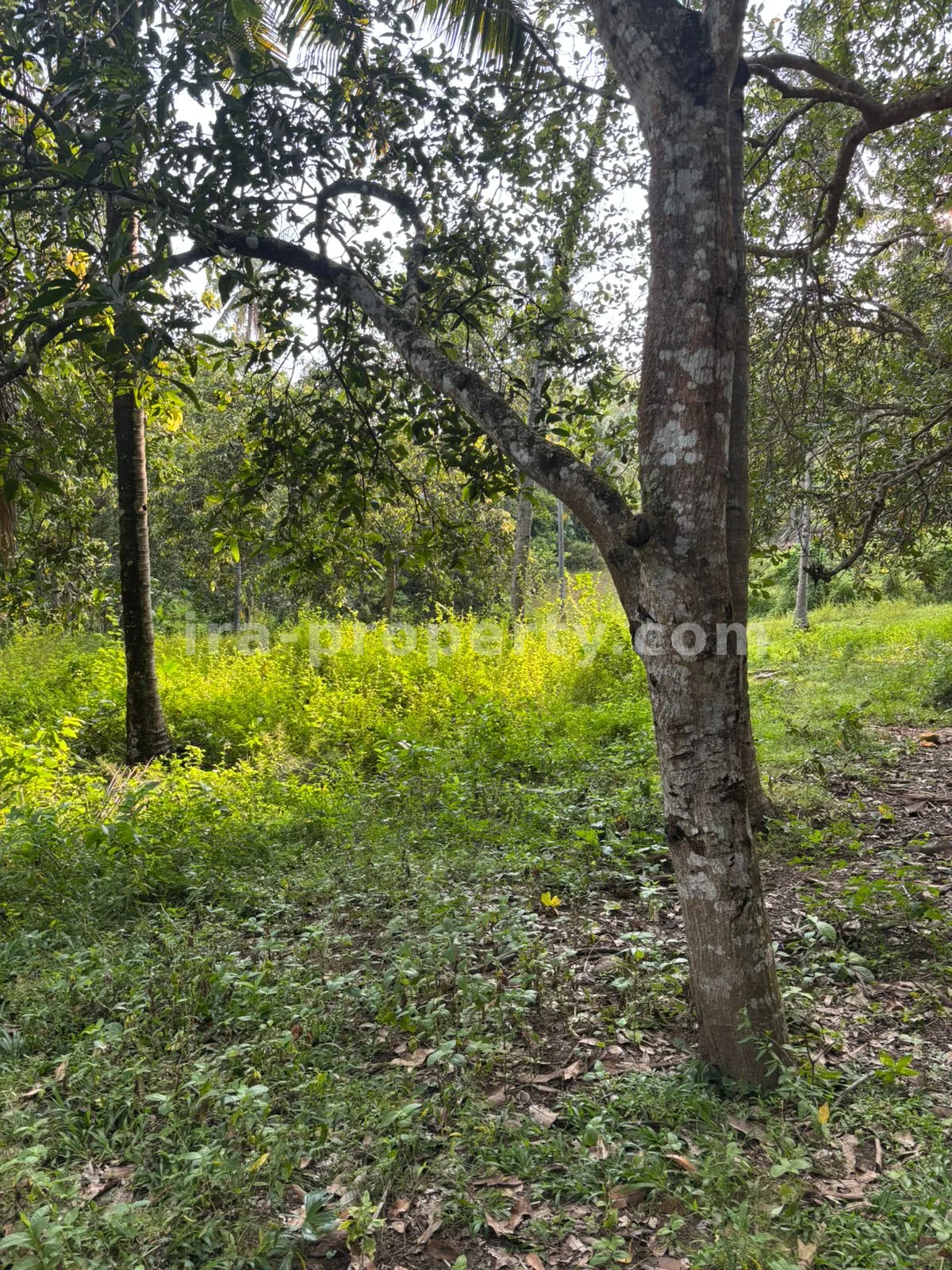 Expansive 1.2-Hectare Plantation Land in Sokong, North Lombok – Prime Agricultural Investment