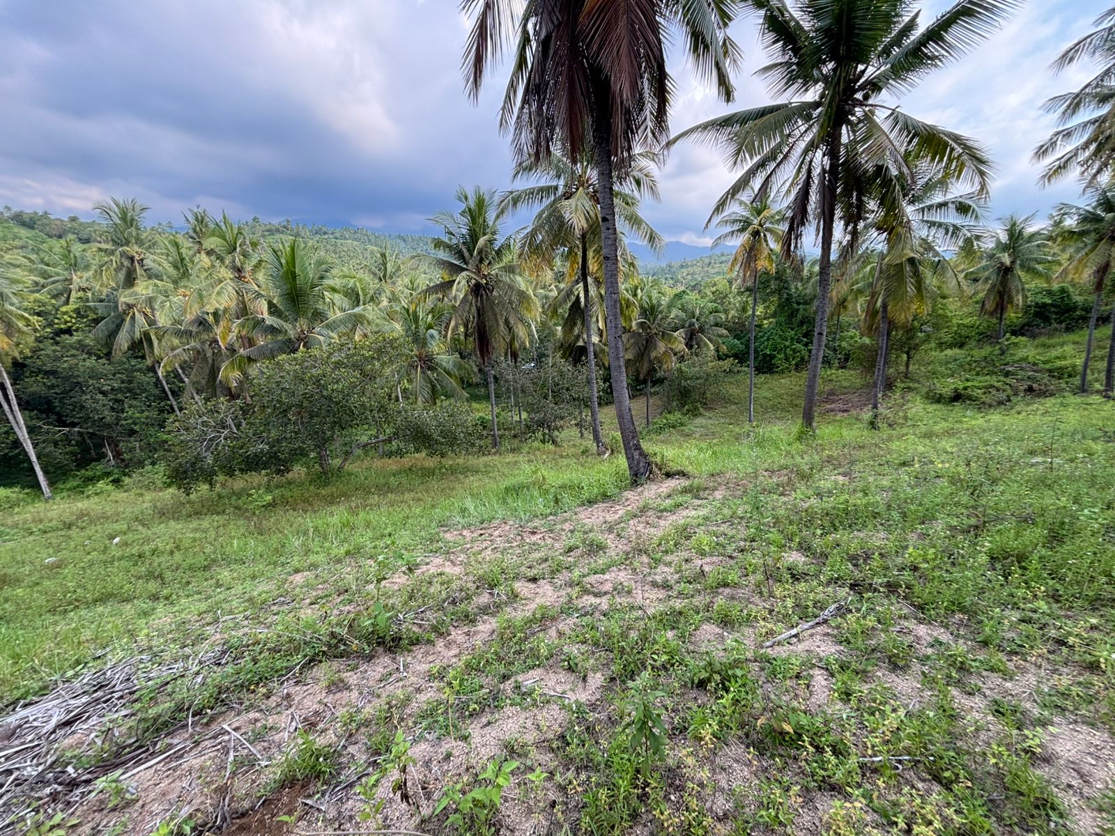 Expansive 1.2-Hectare Plantation Land in Sokong, North Lombok – Prime Agricultural Investment