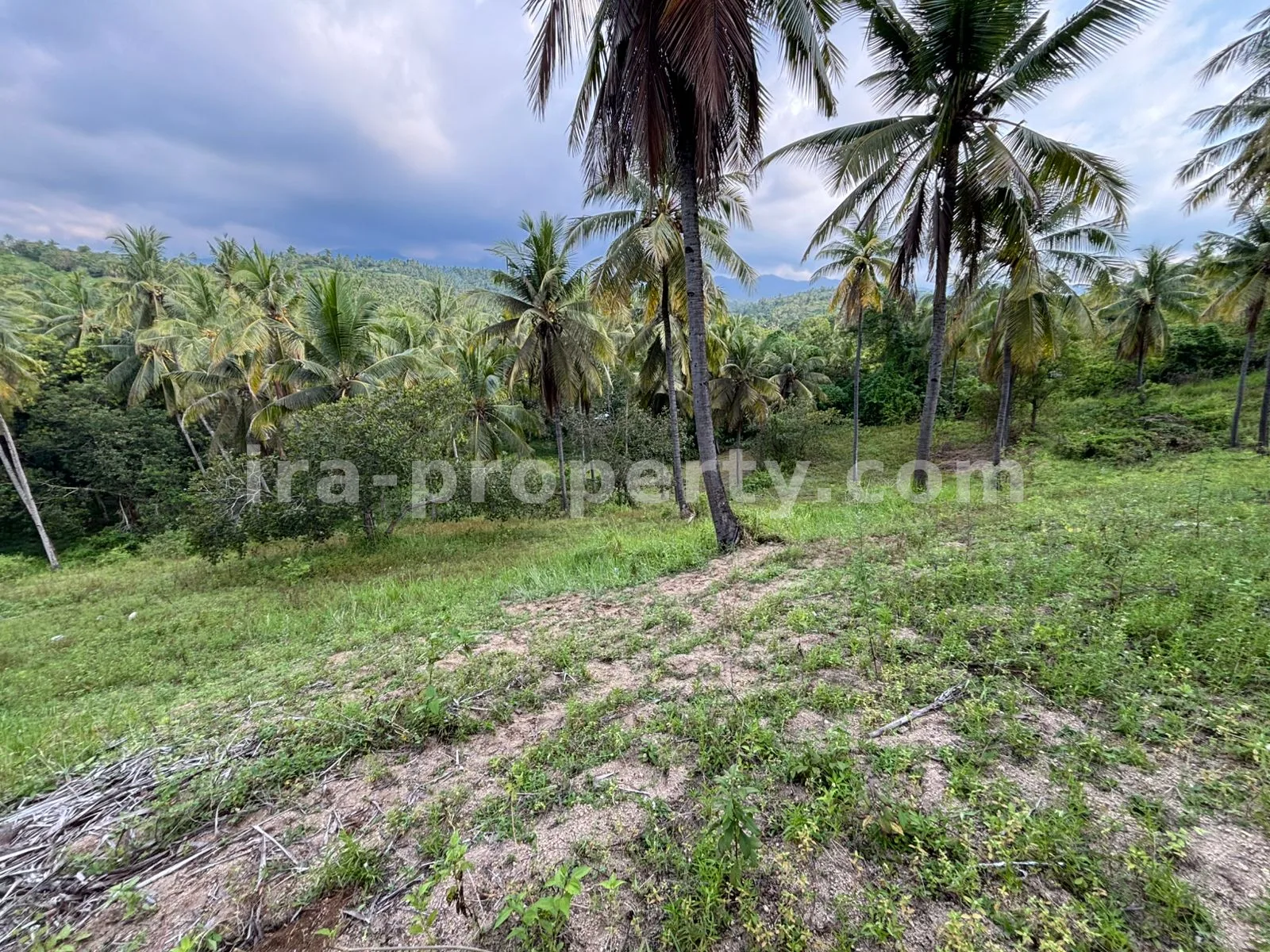 Expansive 1.2-Hectare Plantation Land in Sokong, North Lombok – Prime Agricultural Investment