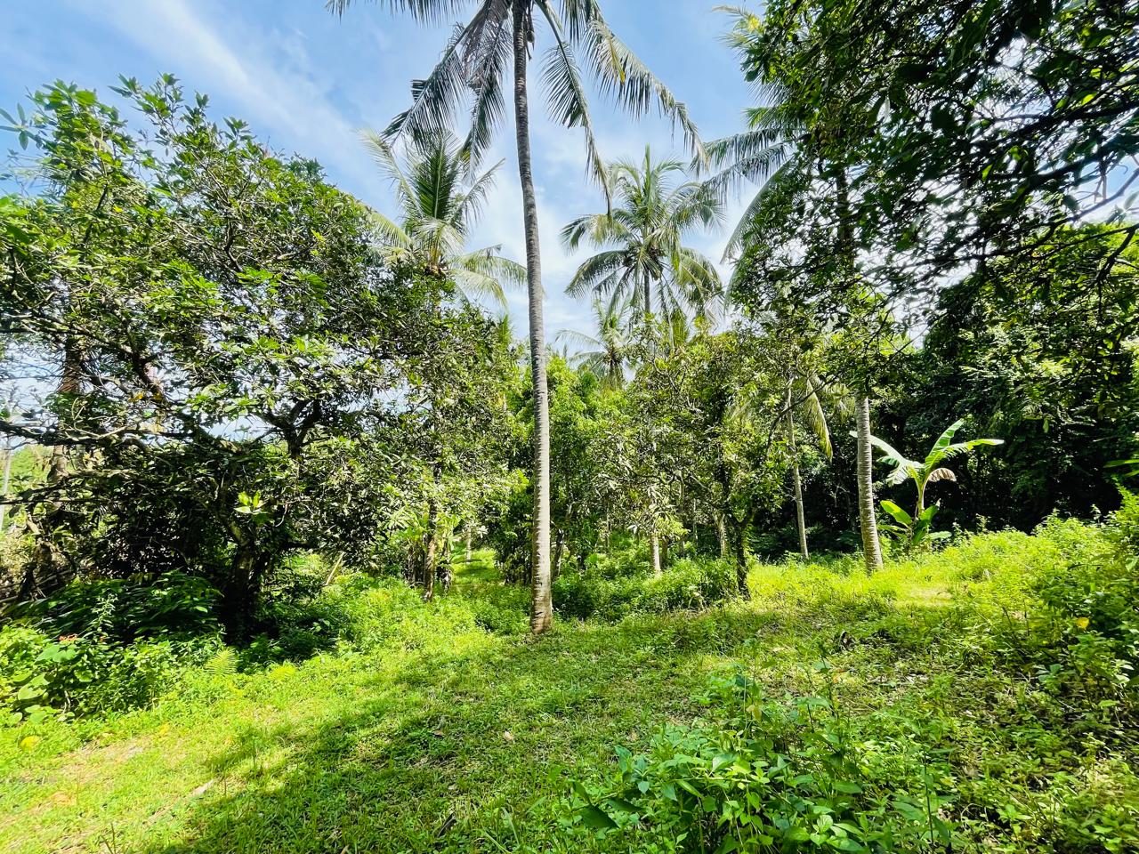 Prime Ocean View Plot in Melase – Strategic Hillside Near Melase Hill Villa Complex