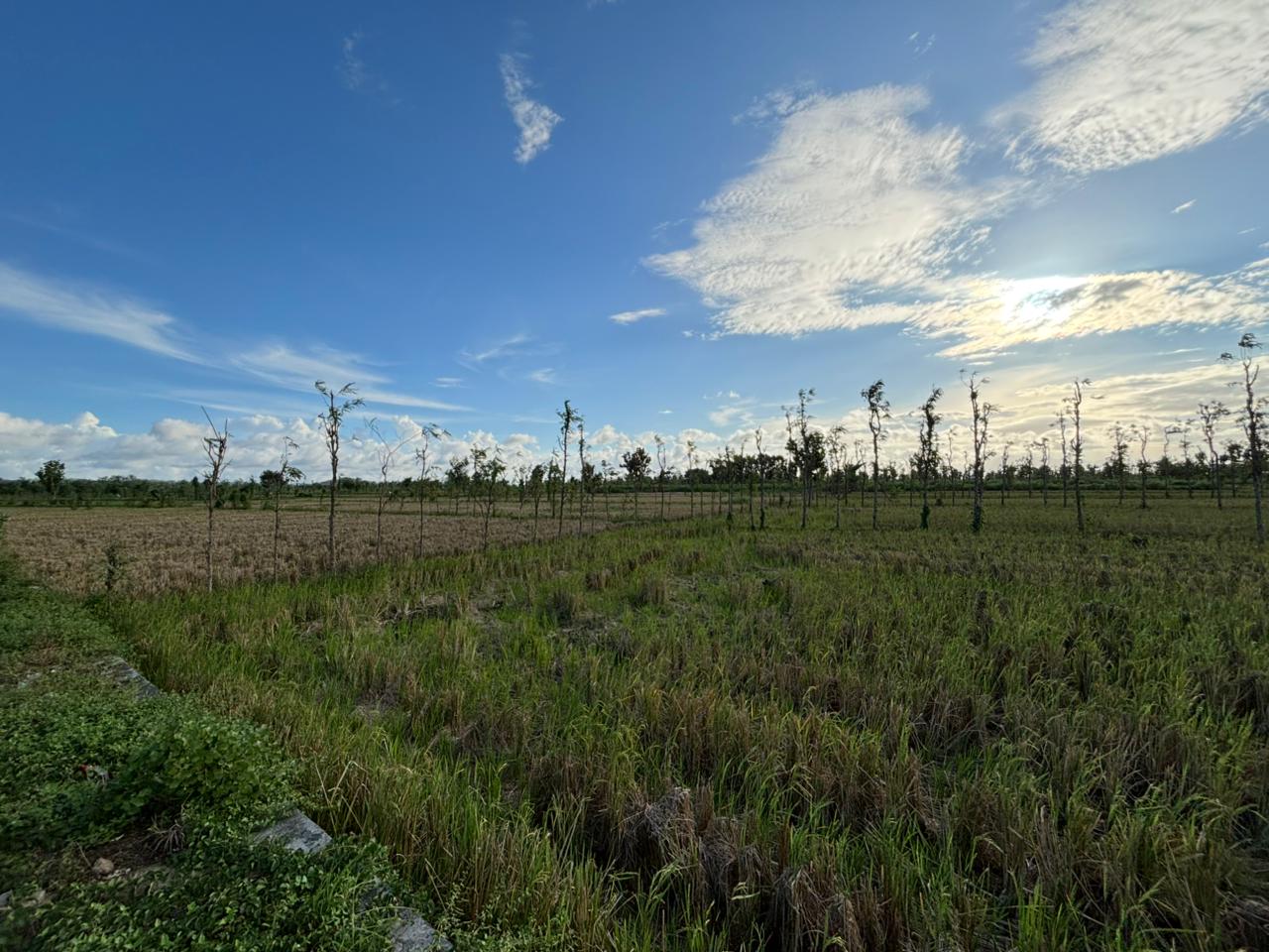 Massive 7-Hectare Strategic Land Holding – Direct Hotmix Road Access Near Lombok International Airport