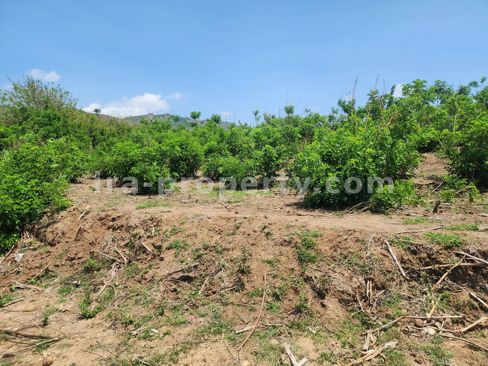 Sea View Land for Sale in Tawun, Sekotong, West Lombok