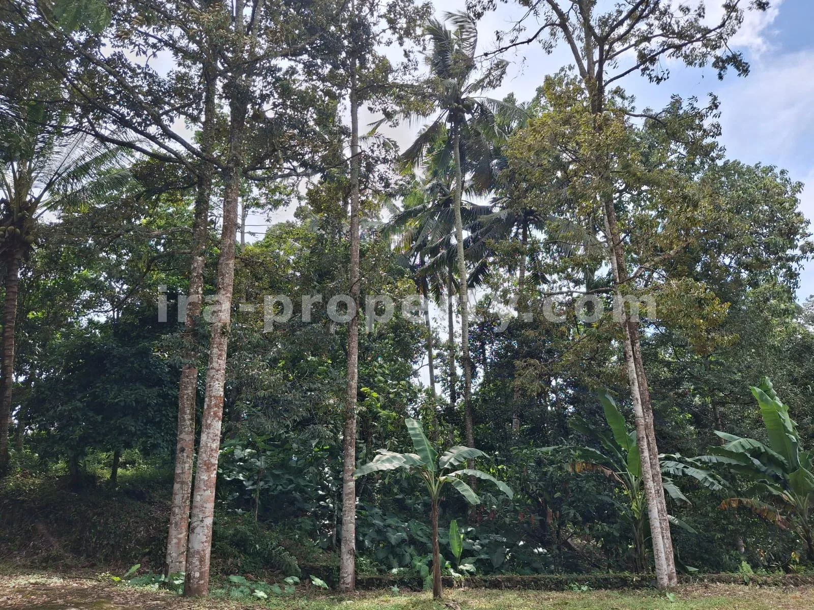 Garden Estate for Sale in Narmada Near Sesaot, West Lombok