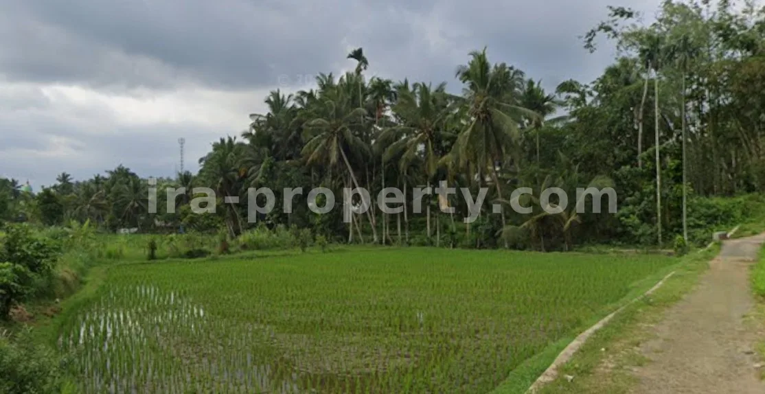 Productive Rice Field for Sale in Batukliang, Central Lombok