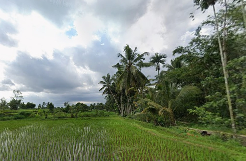 Productive Rice Field for Sale in Batukliang, Central Lombok