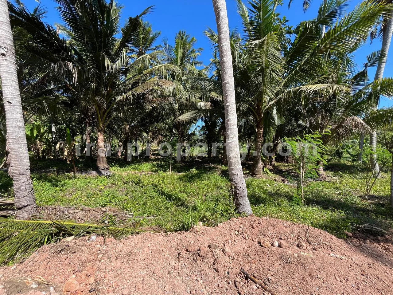 Ocean-View Land Plots in Prabu Areguling near Kuta Mandalika